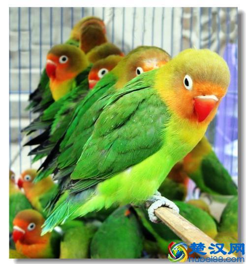 带你了解牡丹鹦鹉的饲养！