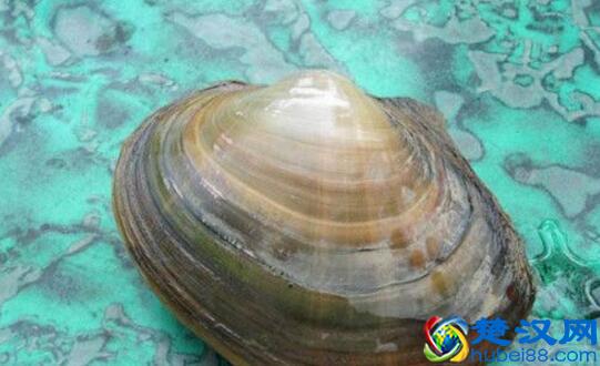 河蚌什么部位不能吃 河蚌什么时候吃最好