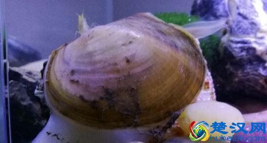 河蚌什么部位不能吃 河蚌什么时候吃最好