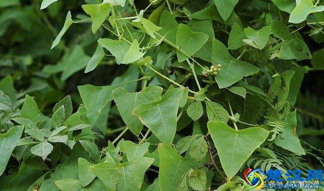 农村这种野草，蛇见了就怕，人称“蛇娘舅”，却是农民的救命药