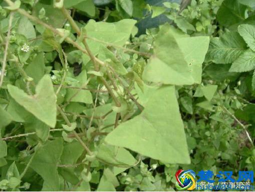 农村这种野草，蛇见了就怕，人称“蛇娘舅”，却是农民的救命药