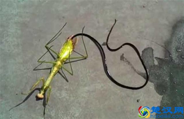 铁线虫会寄生在人体吗 铁线虫是怎么传播的