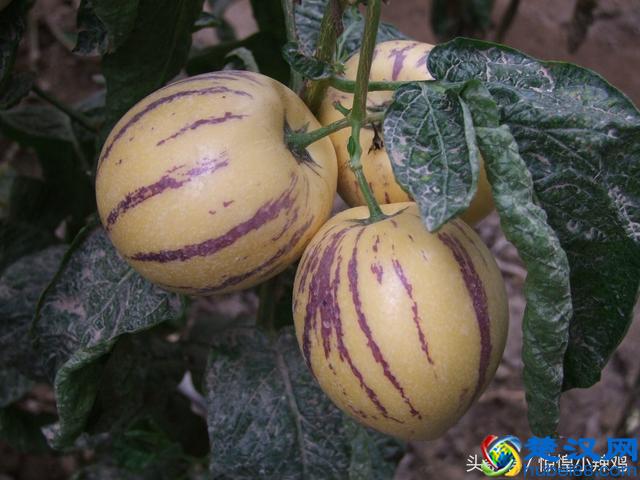 人参果的作用有哪些 孕妇能吃人参果吗