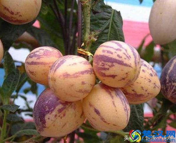 人参果的作用有哪些 孕妇能吃人参果吗