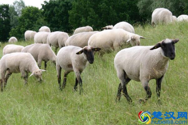 2018农村养羊一年能赚多少钱？前景与利润成本如何？