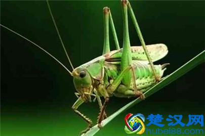 蝈蝈怎么饲养？蝈蝈喜欢吃什么？蝈蝈喂养知识大全