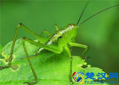 蝈蝈怎么饲养？蝈蝈喜欢吃什么？蝈蝈喂养知识大全