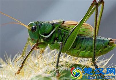 蝈蝈怎么饲养？蝈蝈喜欢吃什么？蝈蝈喂养知识大全