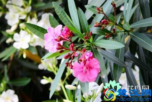 夹竹桃有毒吗 夹竹桃的功效与作用