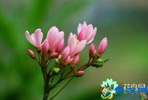 夹竹桃有毒吗 夹竹桃的功效与作用