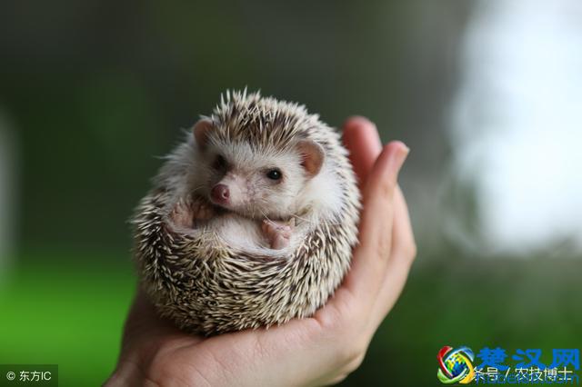 刺猬吃什么食物？刺猬的饲养方法与管理