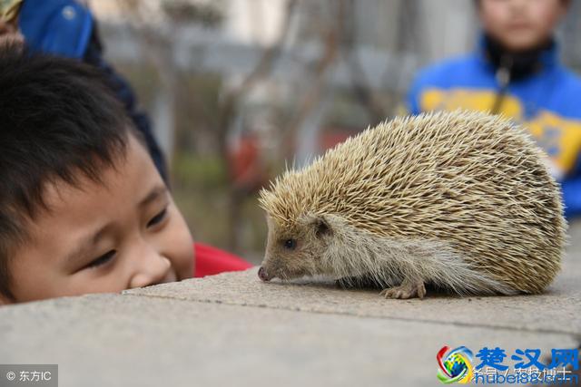刺猬吃什么食物？刺猬的饲养方法与管理