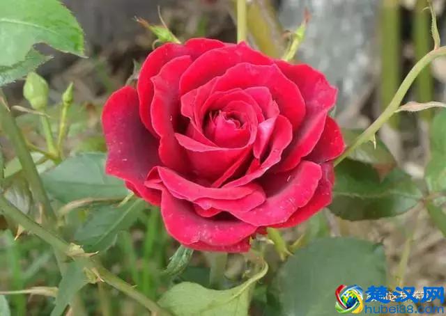 中国的国花是什么？结果有点吃惊！