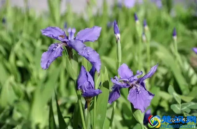 中国的国花是什么？结果有点吃惊！