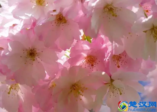 中国的国花是什么？结果有点吃惊！