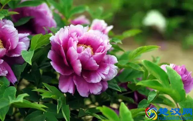 中国的国花是什么？结果有点吃惊！