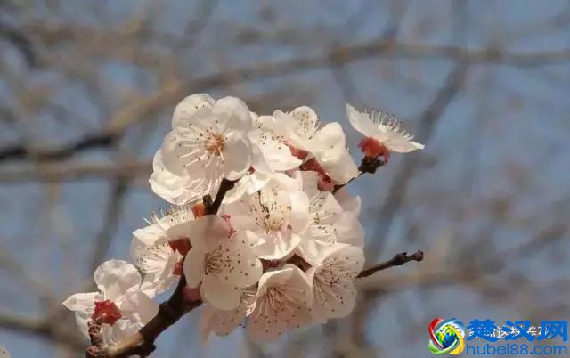 中国的国花是什么？结果有点吃惊！