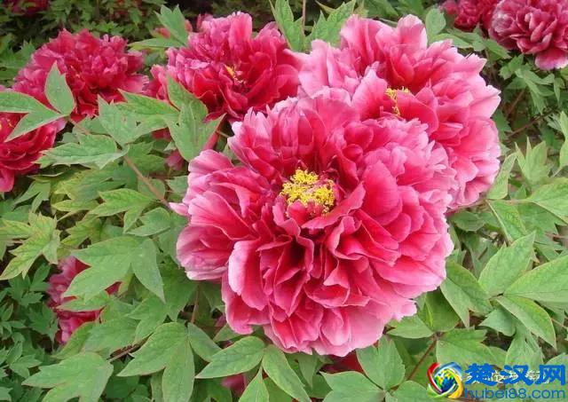 中国的国花是什么？结果有点吃惊！