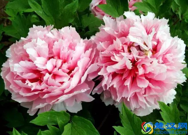 中国的国花是什么？结果有点吃惊！