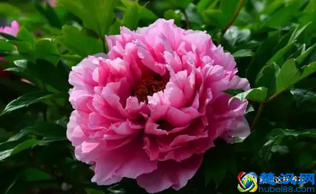 中国的国花是什么？结果有点吃惊！