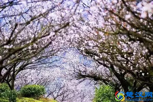 中国的国花是什么？结果有点吃惊！