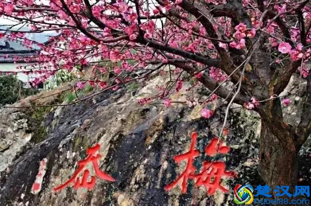 中国的国花是什么？结果有点吃惊！