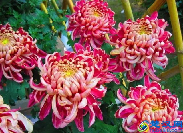 中国的国花是什么？结果有点吃惊！