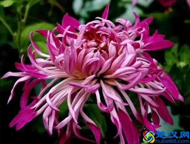 中国的国花是什么？结果有点吃惊！