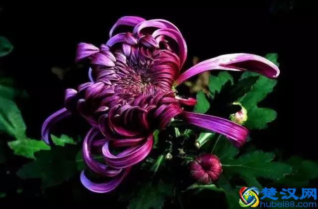 中国的国花是什么？结果有点吃惊！