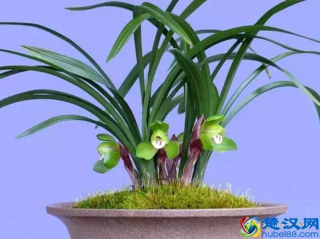 中国的国花是什么？结果有点吃惊！