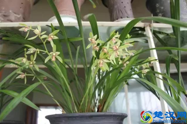 中国的国花是什么？结果有点吃惊！