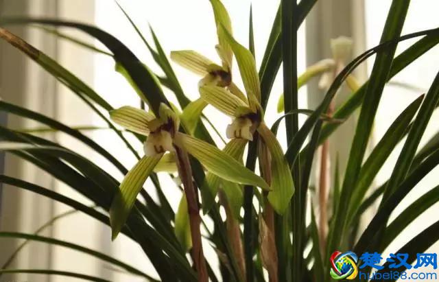 中国的国花是什么？结果有点吃惊！