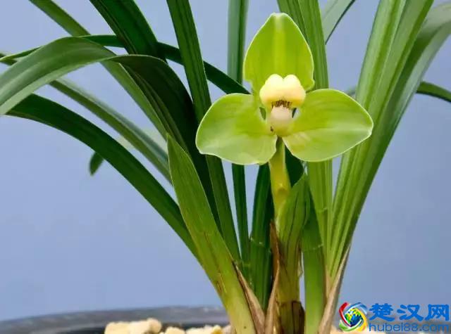 中国的国花是什么？结果有点吃惊！