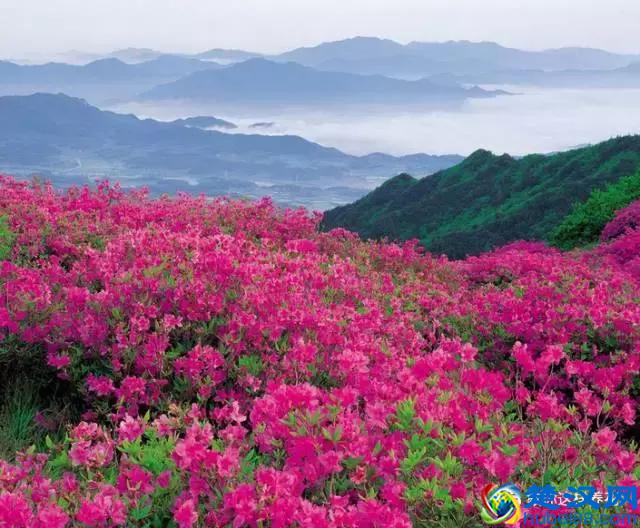 中国的国花是什么？结果有点吃惊！