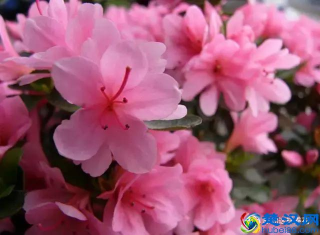 中国的国花是什么？结果有点吃惊！