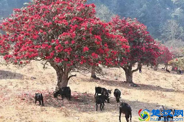 中国的国花是什么？结果有点吃惊！