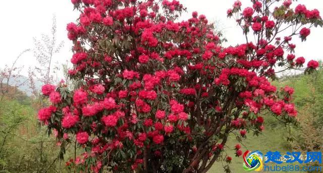 中国的国花是什么？结果有点吃惊！