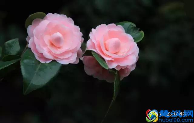 中国的国花是什么？结果有点吃惊！