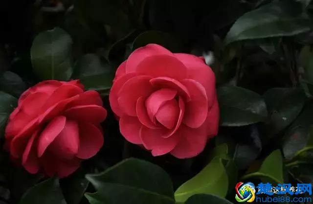 中国的国花是什么？结果有点吃惊！