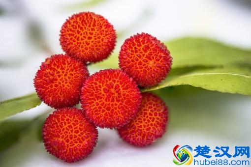 杨梅什么时候成熟上市？里面的虫怎么洗才能洗干净？