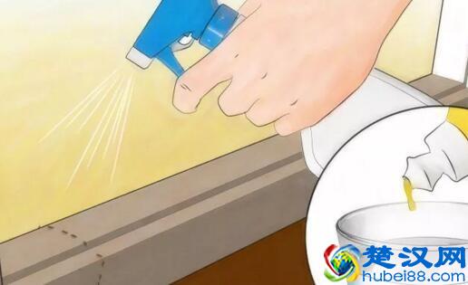 家里有蚂蚁怎么消灭?教你几个方法,比强效化学剂更有效!