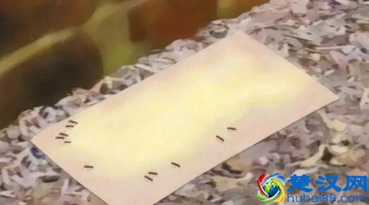 家里有蚂蚁怎么消灭?教你几个方法,比强效化学剂更有效!