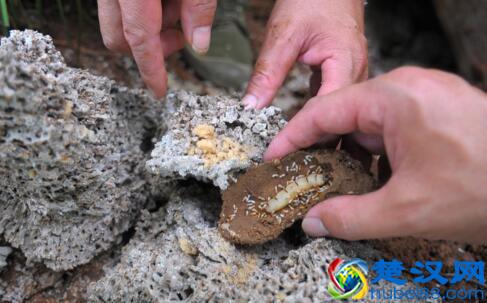 家里有蚂蚁怎么消灭?教你几个方法,比强效化学剂更有效!