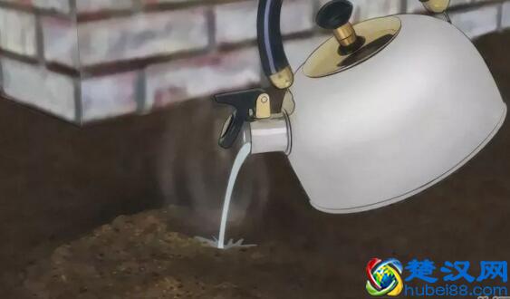 家里有蚂蚁怎么消灭?教你几个方法,比强效化学剂更有效!