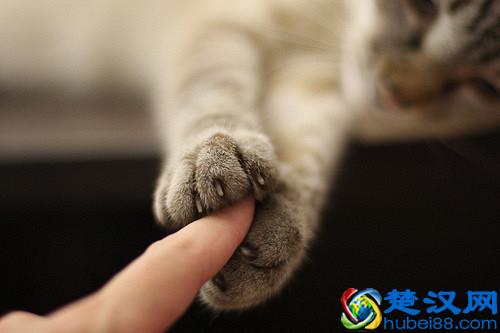 果粉们，siri 怎么读?siri怎么用？你还不会吗？