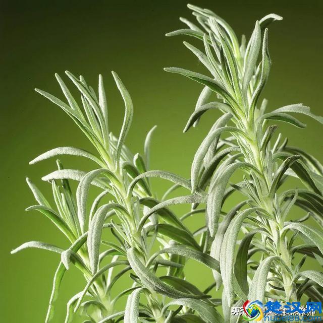 各种香料大全了解