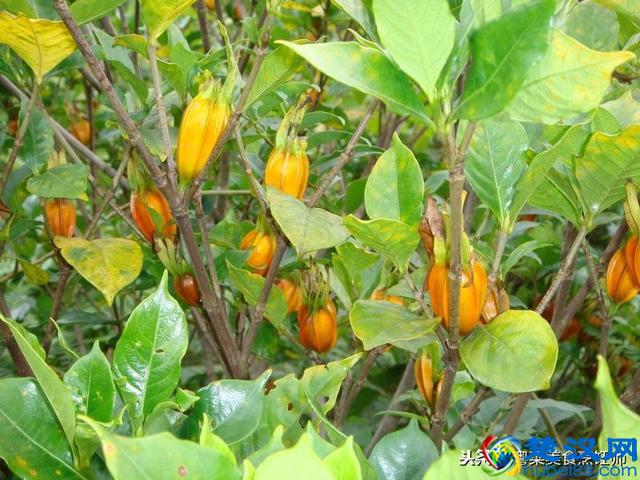 各种香料大全了解