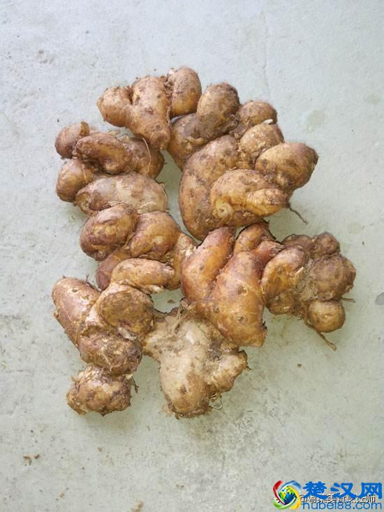 各种香料大全了解