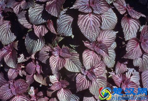 各种香料大全了解