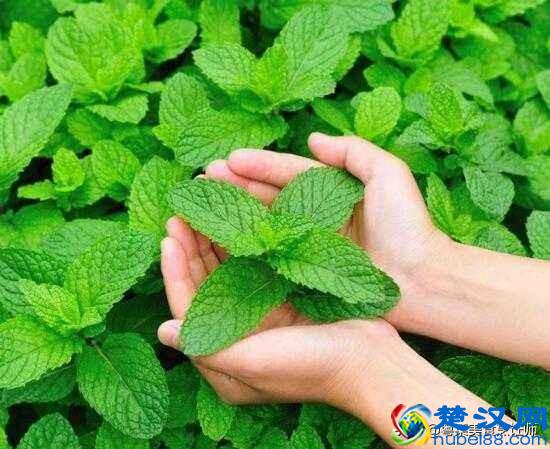 各种香料大全了解